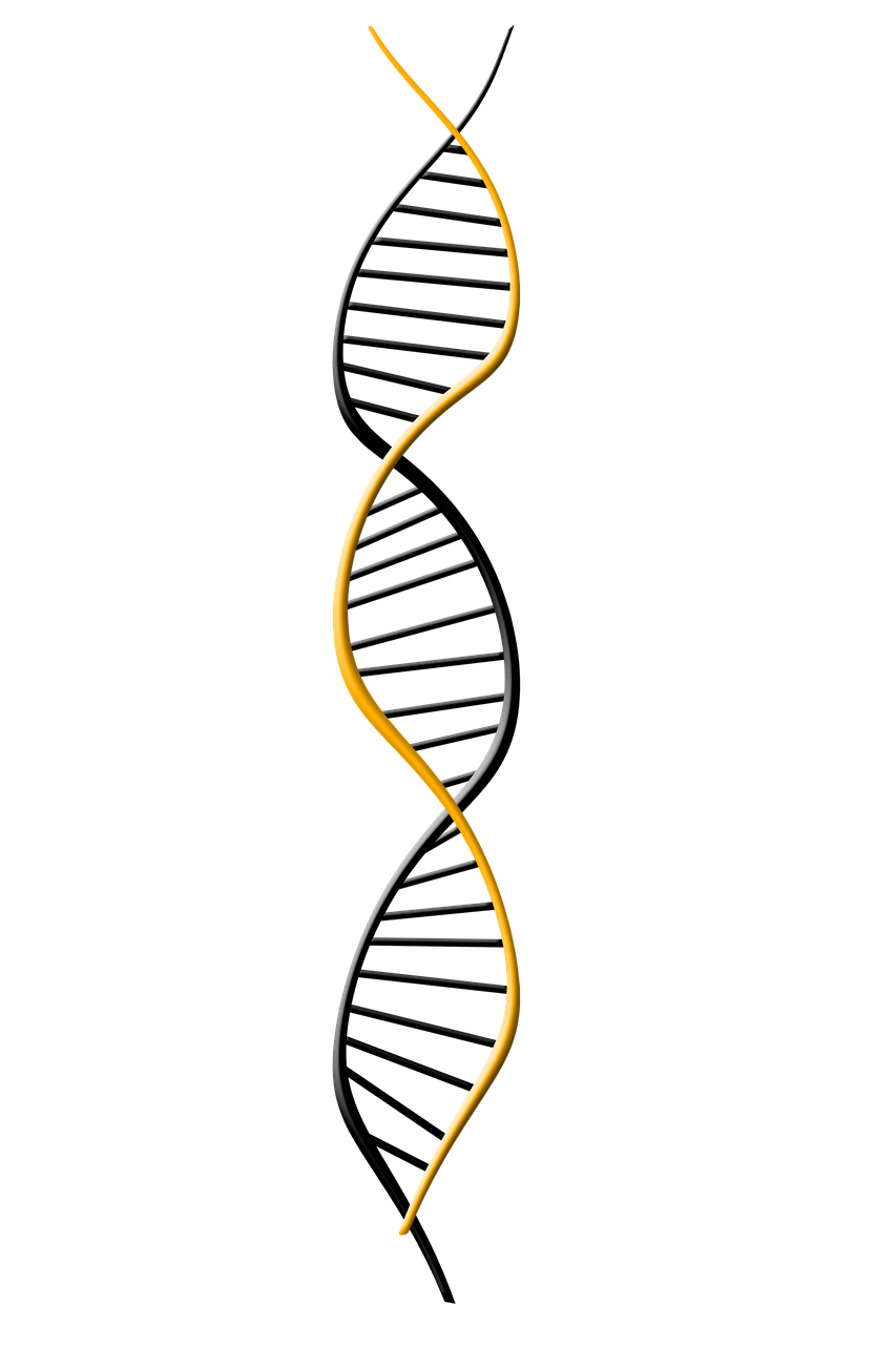 dna, deoxyribonucleic acid, dns-1500067.jpg